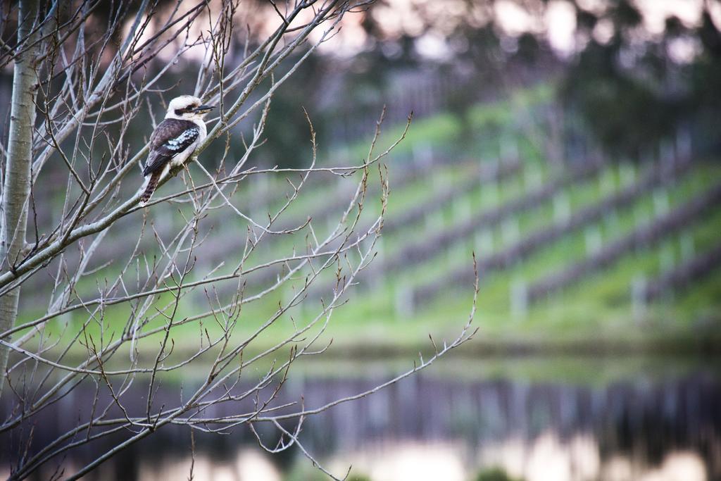 Bettenays Margaret River 메트리컵 객실 사진